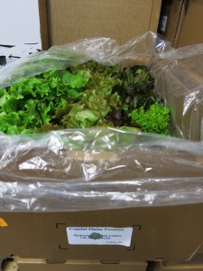 Fresh lettuce from Grifton on waiting for delivery