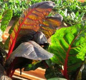 Mature Swiss chard