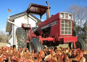 Chicken tractor #2 at Summerfield Farms
