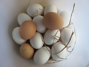 Farm fresh eggs