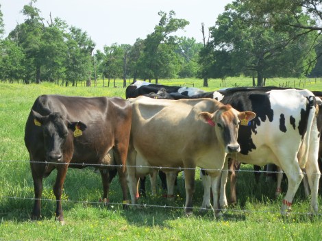 Homeland Creamery Cows, out standing in their field.