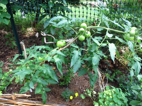 Better Beefs, creatively staked...