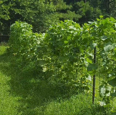 Cucumber vines